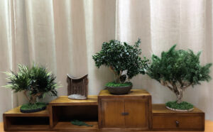 Bonsasi preservado pittosporum, mayorista de flores preservados