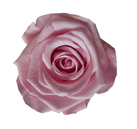 rose rose pale éternelle stabilisée; producteur grossiste