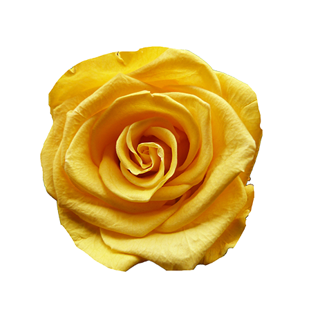 Rose jaune éternelle stabilisée; producteur grossiste