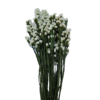 fleur statice blanc stabilisé producteur grossiste