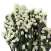 fleur statice blanc stabilisé grossiste