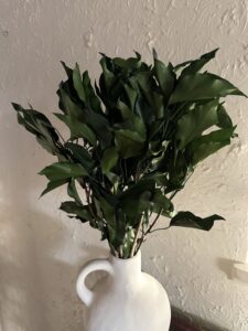 lierre hedera arborea stabilisé grossiste
