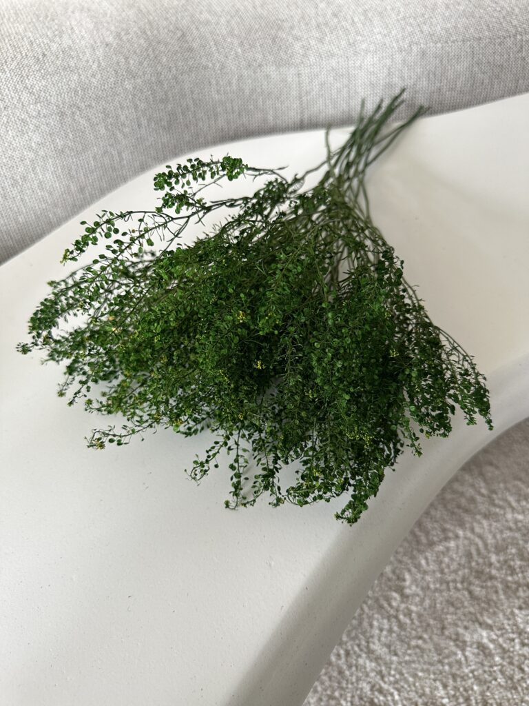 lepidium stabilisé préservé vert, grossiste, vente aux professionnels