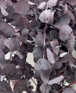eucalyptus silver drop stabilisé, eucalyptus gunnii stabilisé, grossiste, fournisseur, acheter