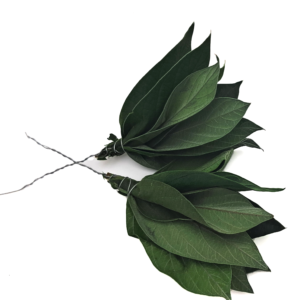 posy de feuille veloutée stabilisée, grossiste producteur, vente en gros