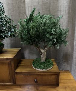 bonsai cyprès stabilisé