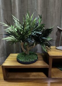 bonsai stabilisé grevillea, producteur végétaux stabilisés