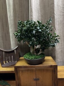 bonsai stabilisé pittosporum stabilisé, grossiste végétaux stabilisés
