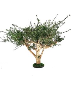Bonsai Savannah préservé