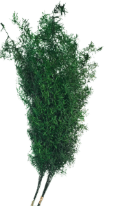 preserved asparagus sprengeri densiflorus green on wholesale, producer Europe,