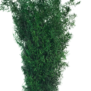 preserved asparagus sprengeri densiflorus green on wholesale, producer Europe,