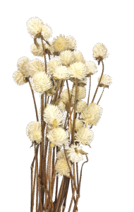 preserved dried gomphrena natural wholesale, producer, fillers, dried flowers