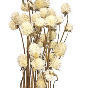 preserved dried gomphrena natural wholesale, producer, fillers, dried flowers