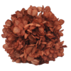preserved hydrangea stabilised wholesale producer for sale