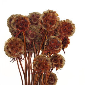 preserved dried scabiosa orange wholesale producer