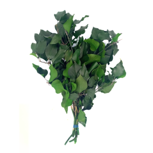preserved hedera arborea, ivy wholesale