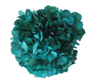 Preserved hydrangea blue