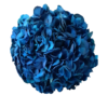 preserved hydrangea