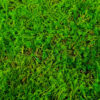 Preserved moss panel wholesale; star moss