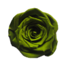 Rose medium - Image 9