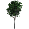 Pittosporum