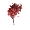 preserved Pittosporum red
