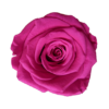 Rose medium - Image 2