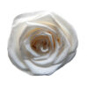 Rose medium - Image 3