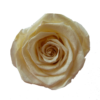 Rose medium - Image 6