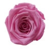 Forever Rose Wholesale