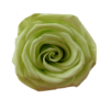 Rose medium - Image 8