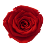 Forever roses