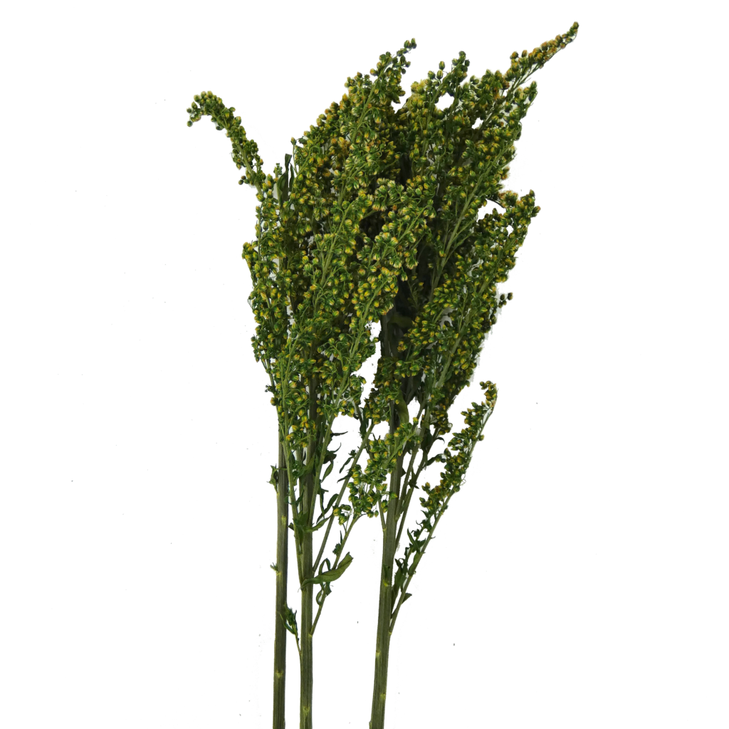 solidago-vermont-flowers
