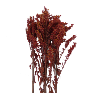 preserved solidago red wholesale