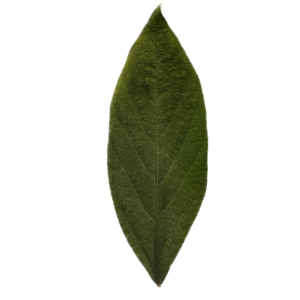 preserved velvet leaf green