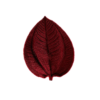 Preserved red tibouchina velvety leaf red
