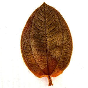 Preserved tibouchina leaf orange velvety leaf