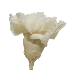 Preserved ivory white carnation wholesale; oeillet stabilisé grossiste producteur; clavel blanco preservado