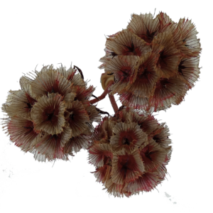 Preserved scabiosa flower red wholesale