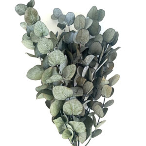 preserved eucalyptus cinerrea silver dollar branch green wholesale; eucalyptus silver dollar stabilisée grossiste