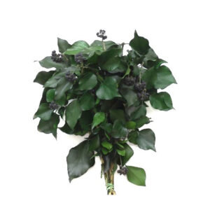 preserved hedera arborea ivy wholesale; lierre préservée stabilisée grossiste