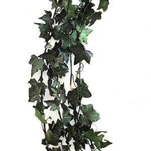 Preserved hedera helix ivy stem green wholesale lierre stabilisée grossiste producteur producer