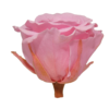 Preserved medium rose light pink wholesale
