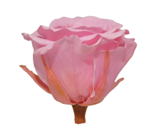 Preserved medium rose light pink wholesale