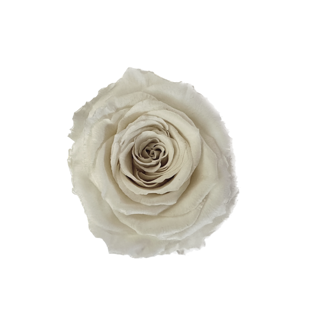 rose-large-vermont-flowers
