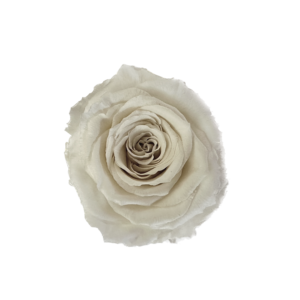 Preserved standard rose ivory white wholesale
