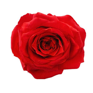 Preserved standard rose red wholesale