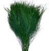 Preserved tree fern tiki fern asparagus virgatus green wholesale producer