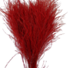 Preserved tree fern tiki fern asparagus virgatus red