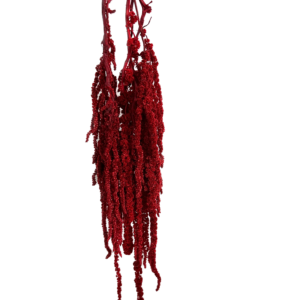 Preserved hanging amaranthus red wholesale